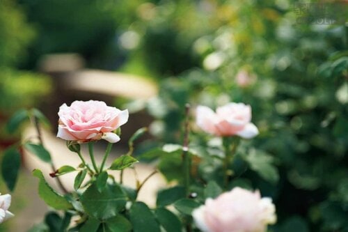 コスパと優れた描写力で中国メーカーの躍進を見せつけたAF交換レンズ 家電批評ベストバイオブザイヤーおすすめ イメージ