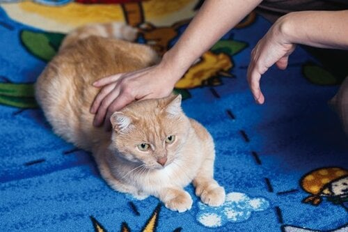 【Q2】飼い猫がブラッシングを嫌がるんだけどどうすれば良い？ イメージ