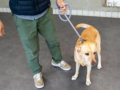 引っ張り癖が直る効果も 犬用リードおすすめ イメージ