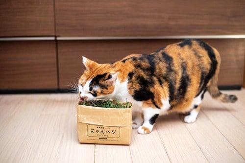 草は青々として量も十分 猫草おすすめ イメージ