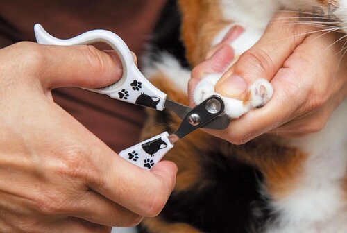 安全性 猫用爪切りおすすめ イメージ