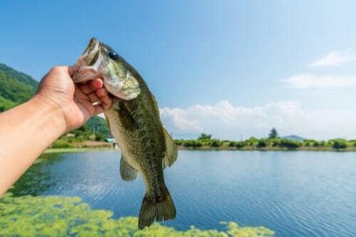 クランクベイトでどんな魚が釣れるの?