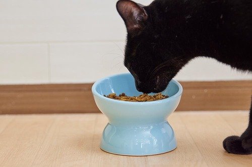 猫用食器の選び方は? イメージ
