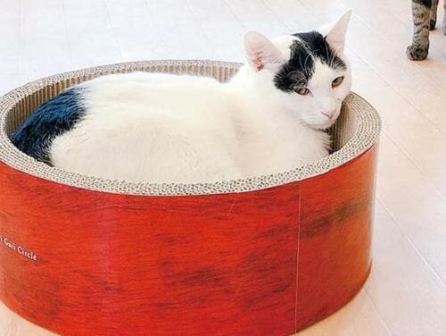 寝ているよりも座っている猫が多かった 猫用爪とぎおすすめ イメージ