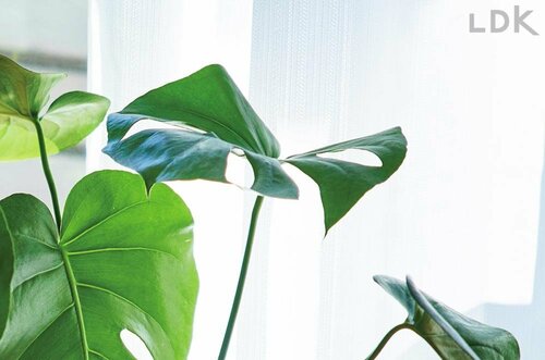 レースカーテン越しに太陽の光を当てる 観葉植物おすすめ イメージ