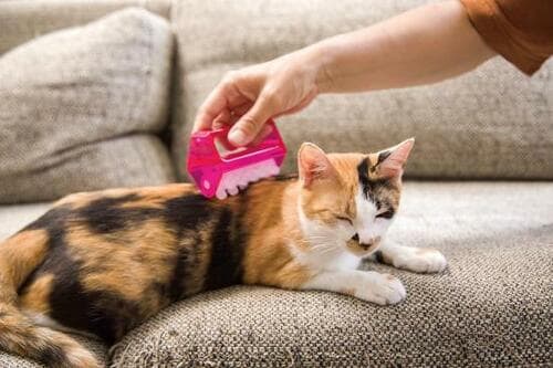 猫うっとり! 猫用マッサージローラーとは? イメージ