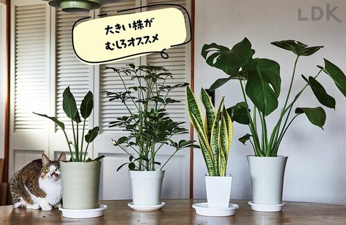 初心者は大きな株がおすすめ 観葉植物おすすめ イメージ