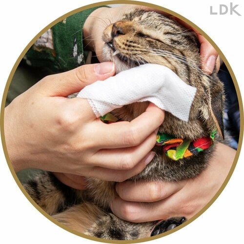 人工プラークはほぼ取り除けた 猫用歯磨きシートおすすめ イメージ
