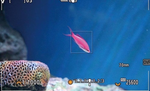 検証結果2:魚 イメージ