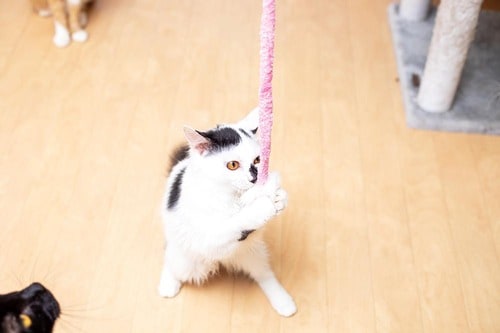 4kgのネコを5匹もぶら下げられる強度 猫用おもちゃおすすめ イメージ