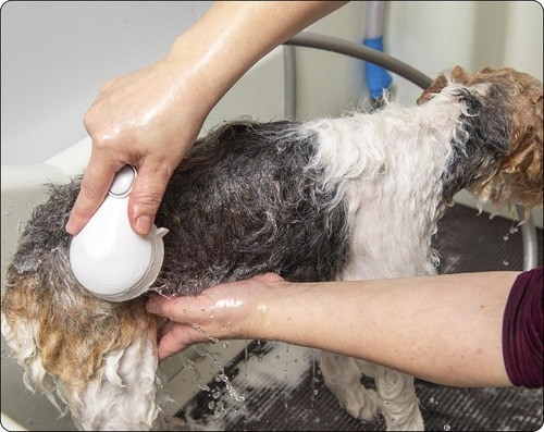 キホン1：ノズルを犬の体に密着させる 犬用シャンプーおすすめ イメージ