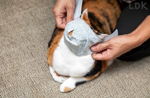装着しやすさ 猫用爪切り補助具おすすめ イメージ