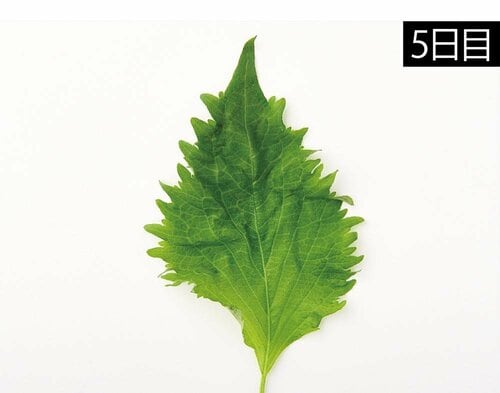 葉先が少し変色した程度 キッチン用ポリ袋おすすめ イメージ