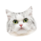 ネコ審査員