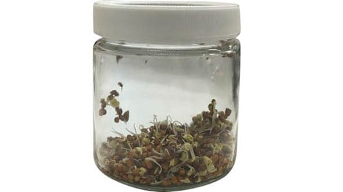 1日2回の水やりでモリモリ倍増！約9日で食べられるまでに成長 イメージ