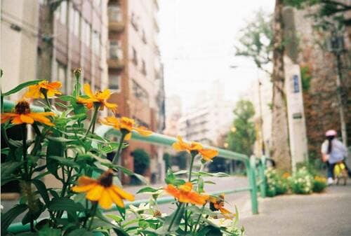 キレイなボケ感を楽しめる Lomo MC-Aおすすめ イメージ