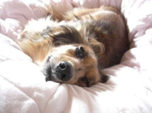 羽毛布団選びのポイント イメージ