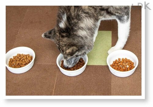1100g中990gも食べられるほどの食いつきの良さ ドッグフードおすすめ イメージ2