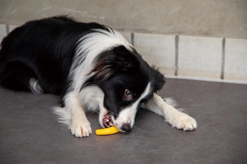 犬用おもちゃを与えるメリットは? 犬用おもちゃおすすめ イメージ