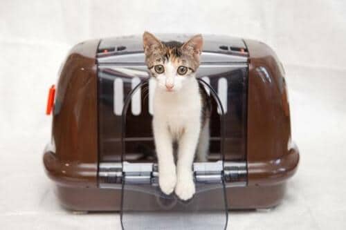 ハウスとしての機能性はバッチリ!本体サイズ多めのアイリスオーヤマ