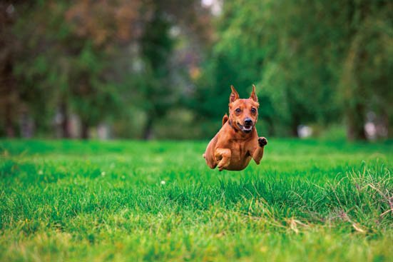 ミニチュア・ピンシャー:犬お世話:犬評価