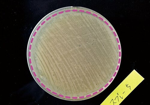 C評価: 【C評価】菌がついてしまった…リベルタカビダッシュ イメージ