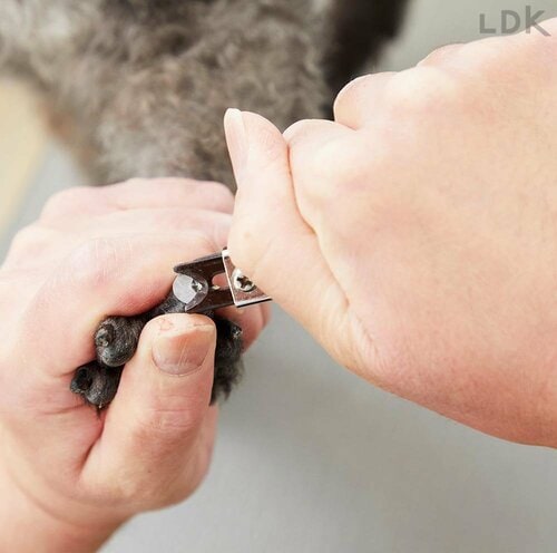 プロお墨付きの切れ味と使いやすさ 犬用爪切りおすすめ イメージ2