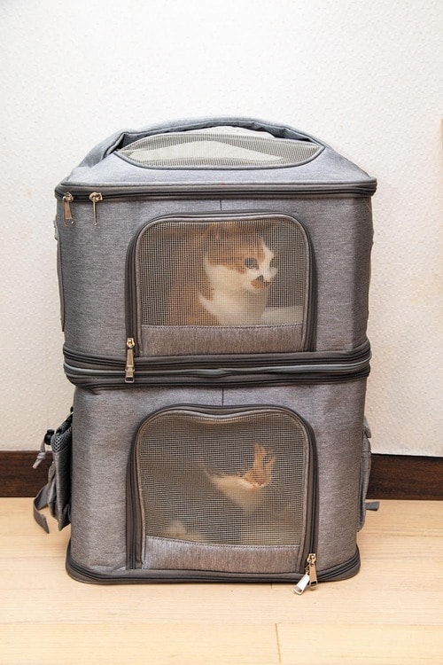 多頭飼いしている人におすすめ 猫の防災グッズおすすめ イメージ