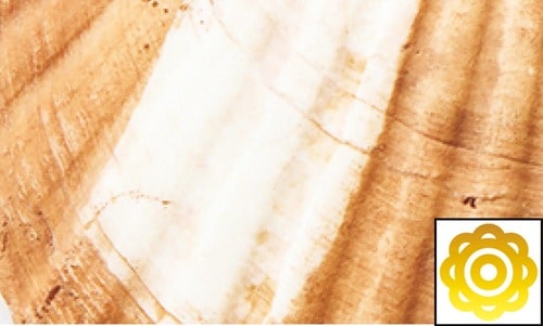 継続ホワイトニング力 ホワイトニングジェルおすすめ イメージ