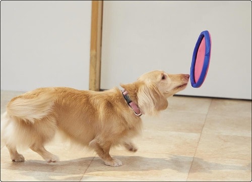 勢い良く飛んでいくから猛ダッシュで追いかける！ 犬用おもちゃおすすめ イメージ