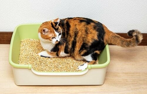 本体が軽くて持ち上げやすい 猫用トイレおすすめ イメージ