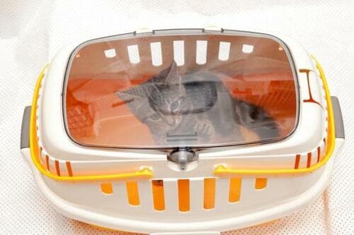 C評価: ワンドアだけど出し入れしやすいリッチェルのキャットキャリー