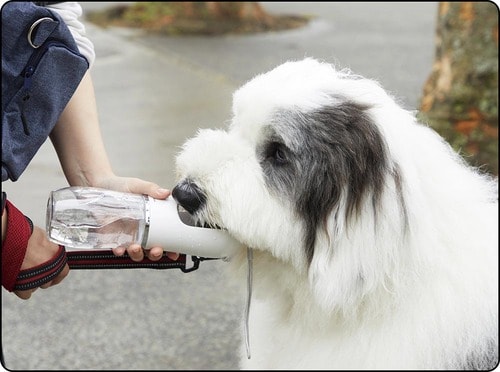 一度に出る水の量が少ない 犬用給水ボトルおすすめ イメージ