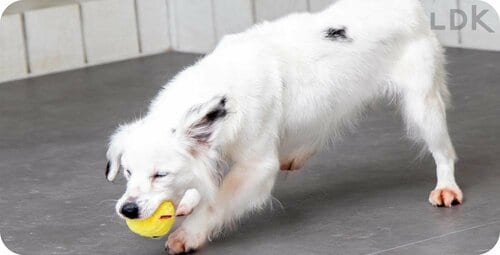 テスト3:耐久性 犬用おもちゃおすすめ イメージ