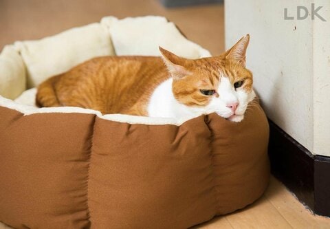 2025年】猫用ベッドのおすすめランキング7選。ニトリ、ペティオなど