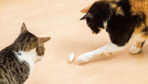 ネコの食いつきは良いけど走ることは少ない 猫用おもちゃおすすめ イメージ