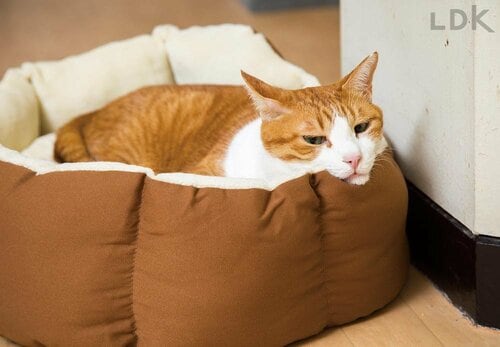 ポイント1：余裕のあるサイズを選ぶ 猫用ベッドのおすすめおすすめ イメージ