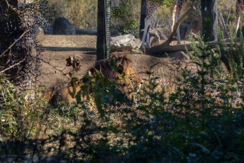 混雑する動物園でも大活躍対象だけを綺麗に写します