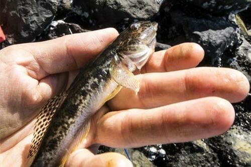 ちょい投げ釣り コンパクトロッドおすすめ イメージ