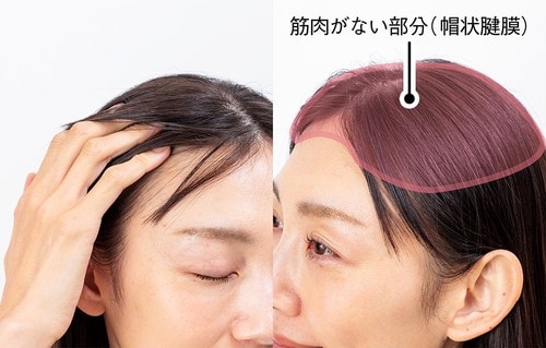 朝晩2回、育毛剤をもみ込んで頭皮をケア 女性用育毛剤おすすめ イメージ