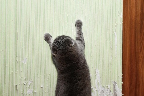 間違いだらけの爪とぎ対策していませんか? 猫用爪とぎおすすめ イメージ