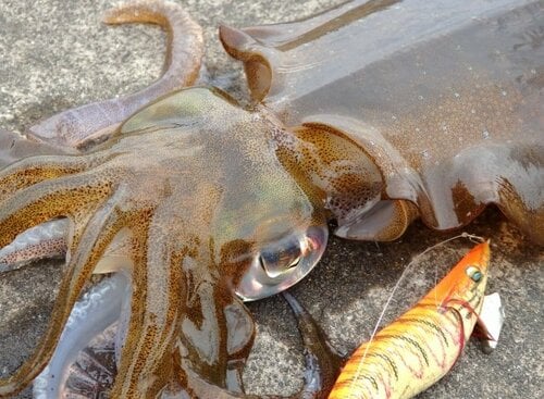 ルアー釣りの中でも特殊な「エギ」の動かし方