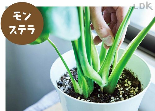 【モンステラ】 ガーデニング用霧吹きおすすめ イメージ