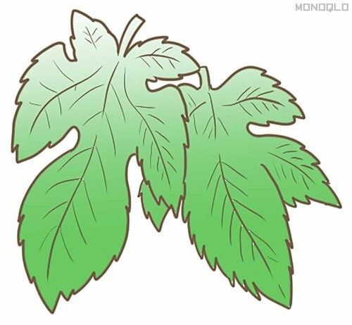 選び方2:桑の葉 青汁おすすめ イメージ