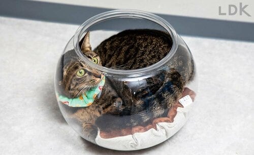 金魚鉢風デザインで映えるけど…… 猫用ベッドのおすすめおすすめ イメージ