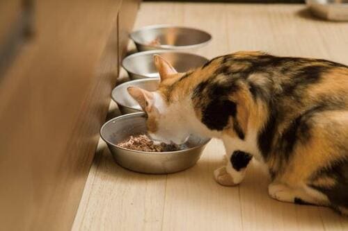 人気のキャットフードを18匹の猫とテスト