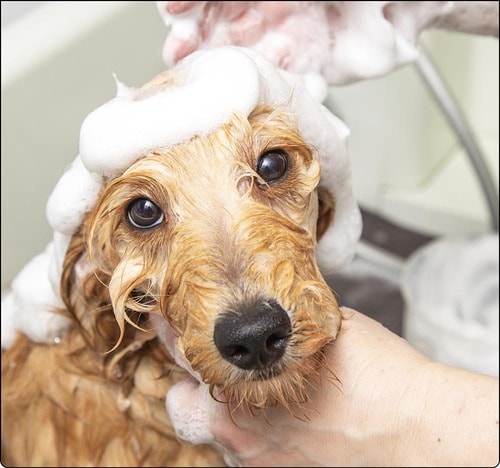 もっちりした泡がたくさんできる 犬用シャンプーおすすめ イメージ2