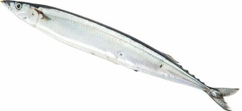 サンマの内蔵食べられる理由 イメージ