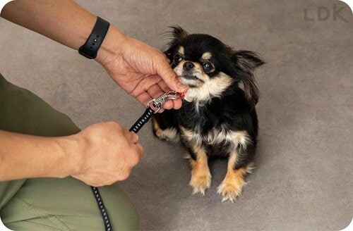 テスト2:品質 犬用リードおすすめ イメージ
