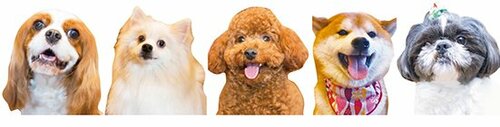 【テスト方法】5項目をA~Dで採点し総合評価順に発表します